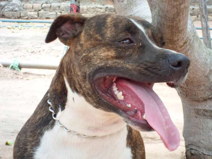 Cachorro ra a Pit-Bull idade 2 anos nome Tigrão