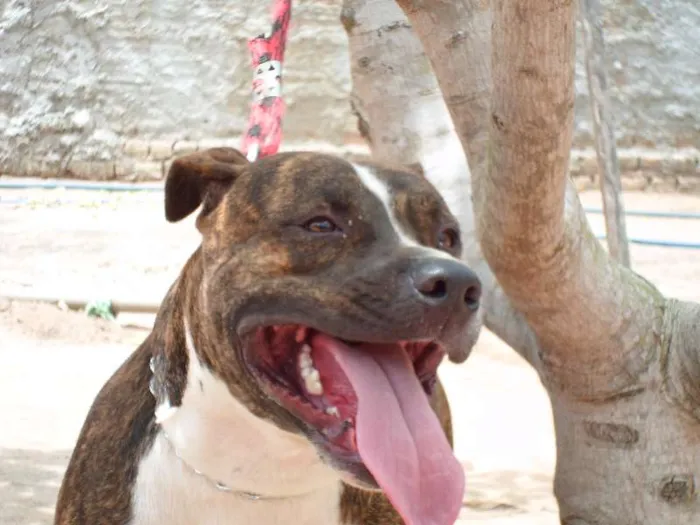 Cachorro ra a Pit-Bull idade 2 anos nome Tigrão