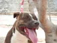 Tigrão