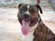 Tigrão