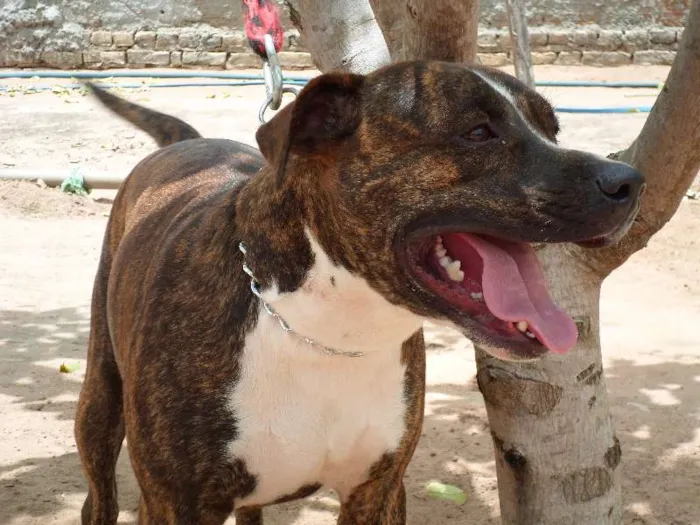Cachorro ra a Pit-Bull idade 2 anos nome Tigrão