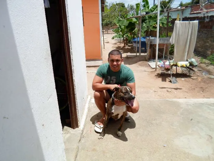 Cachorro ra a Pit-Bull idade 2 anos nome Tigrão