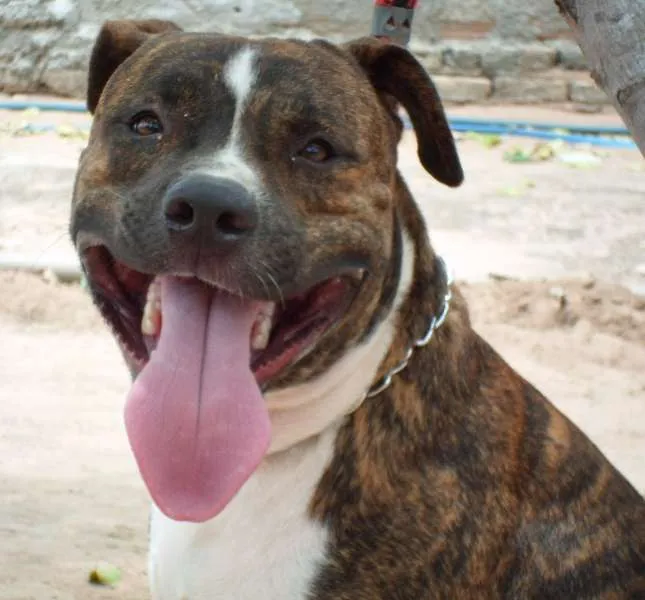 Cachorro ra a Pit-Bull idade 2 anos nome Tigrão