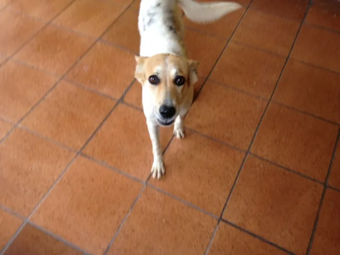 Cachorro ra a SRD idade 1 ano nome Menina