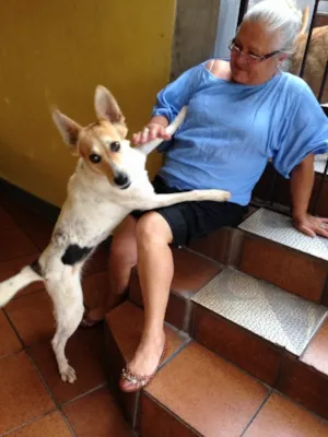 Cachorro raça SRD idade 1 ano nome Menina