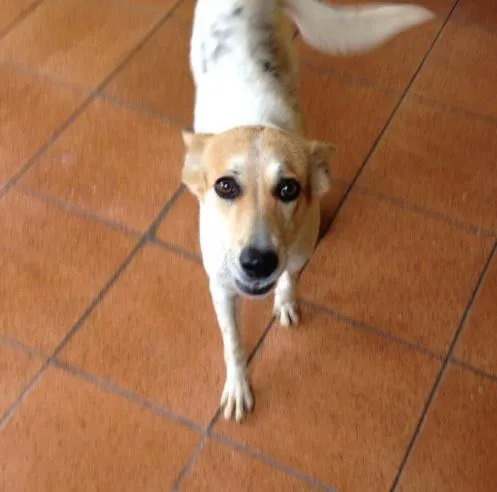 Cachorro ra a SRD idade 1 ano nome Menina