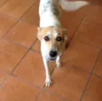 Menina