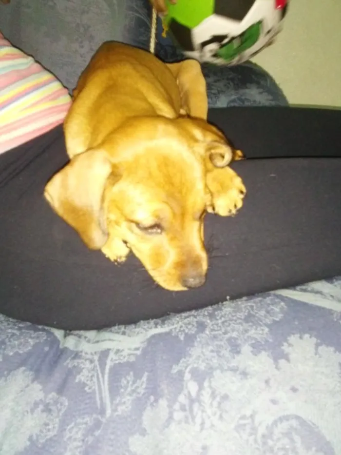 Cachorro ra a vira lata idade 2 a 6 meses nome mel