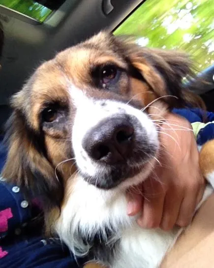 Cachorro ra a SRD idade 1 ano nome Sem nome