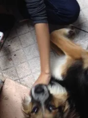 Cachorro raça SRD idade 1 ano nome Sem nome