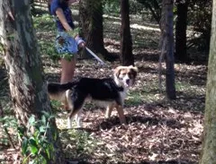 Cachorro ra a SRD idade 1 ano nome Sem nome
