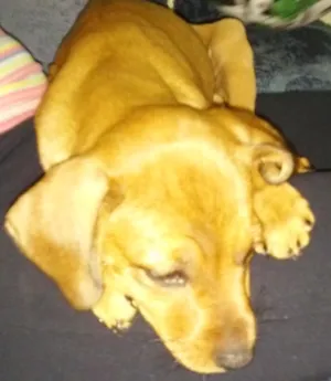 Cachorro raça vira lata idade 2 a 6 meses nome mel