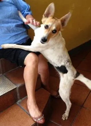 Cachorro ra a SRD idade 1 ano nome Menina