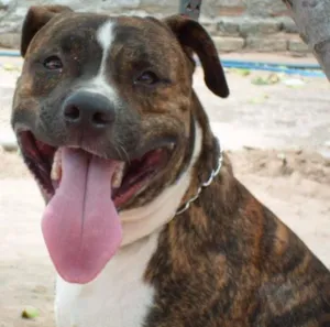 Cachorro raça Pit-Bull idade 2 anos nome Tigrão