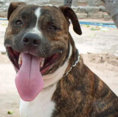 Cachorro raça Pit-Bull idade 2 anos nome Tigrão