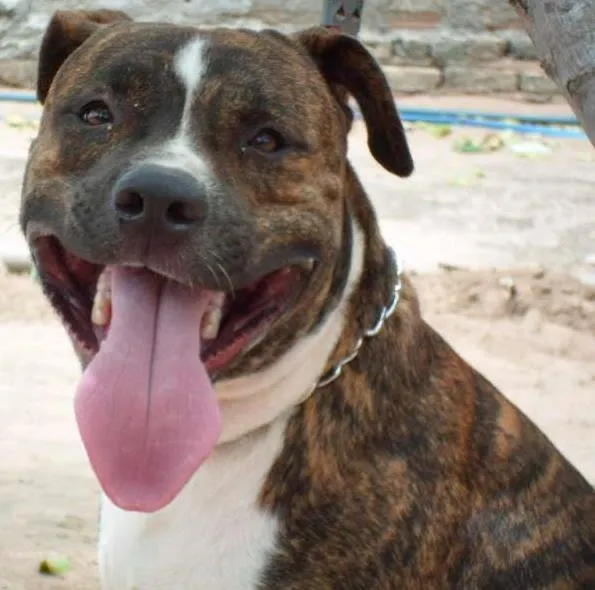 Cachorro ra a Pit-Bull idade 2 anos nome Tigrão