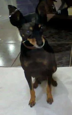 Cachorro raça Pintcher idade 6 ou mais anos nome Miuki