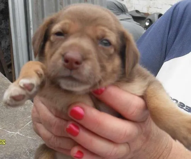 Cachorro ra a Sem raça definida idade Abaixo de 2 meses nome Ainda sem nome
