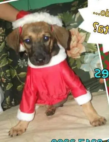 Cachorro ra a SRD idade 2 a 6 meses nome Bebe macho