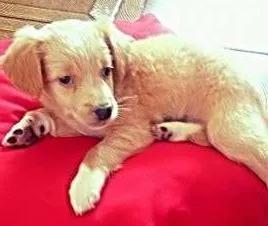 Cachorro ra a vira lata.. idade Abaixo de 2 meses nome bbzinha