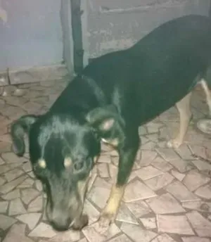 Cachorro raça SRD idade 2 a 6 meses nome Pretinho São Vicente
