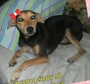 Cachorro raça SRD idade 7 a 11 meses nome MENINA