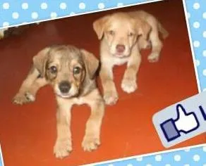 Cachorro raça SRD idade 2 a 6 meses nome BEBE FEMEA