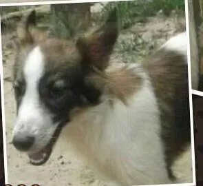 Cachorro raça SRD idade 7 a 11 meses nome Lindo