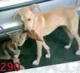 Filó