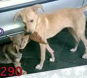 Cachorro ra a SRD idade 2 a 6 meses nome Filó