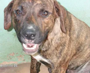Cachorro raça fila/pitbul idade 2 anos nome Duck