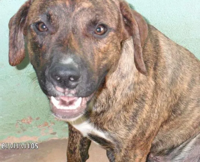 Cachorro ra a fila/pitbul idade 2 anos nome Duck