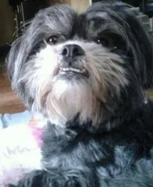 Cachorro raça Lhasa Apso idade 4 anos nome BITA GRATIFICA