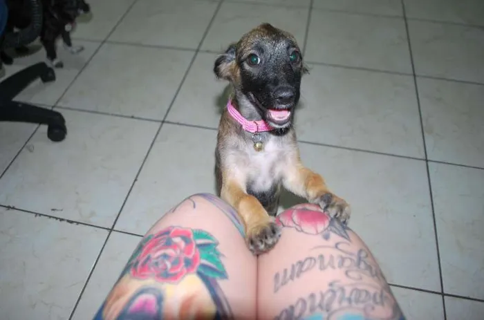 Cachorro raça SRD idade 2 a 6 meses nome Pequena