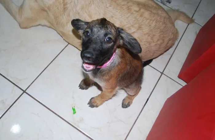 Cachorro raça SRD idade 2 a 6 meses nome Pequena