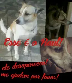 Cachorro ra a Não definida idade 6 ou mais anos nome Raul