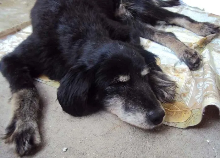 Cachorro ra a sem raça idade 6 ou mais anos nome Esperança