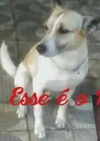 Cachorro ra a Não definida idade 6 ou mais anos nome Raul