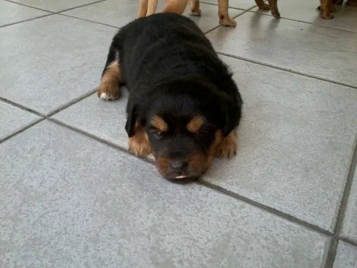 Cachorro ra a SRD idade Abaixo de 2 meses nome leci