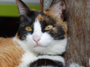 Gato raça mestiza idade 2 anos nome Coraline