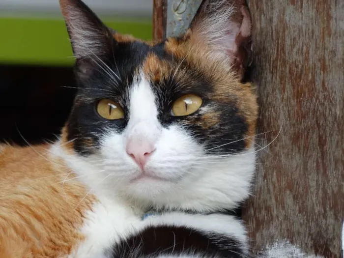 Gato ra a mestiza idade 2 anos nome Coraline