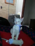Veiga