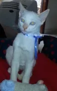 Veiga
