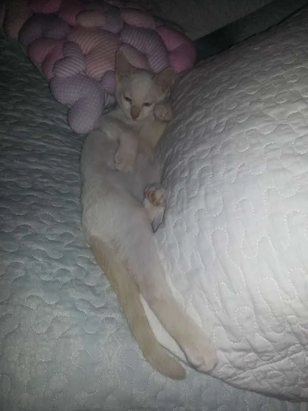 Gato ra a mestiço idade 2 a 6 meses nome Veiga