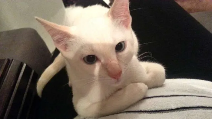 Gato ra a mestiço idade 2 a 6 meses nome Veiga