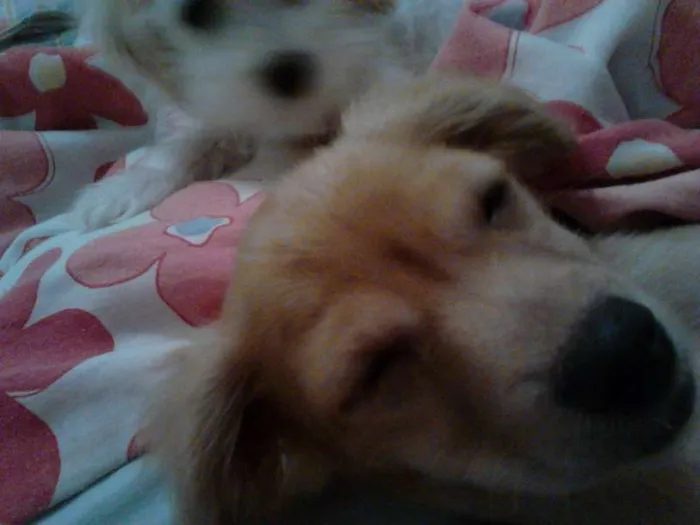 Cachorro raça misturado york shaine com lhasa idade 2 a 6 meses nome Spayck