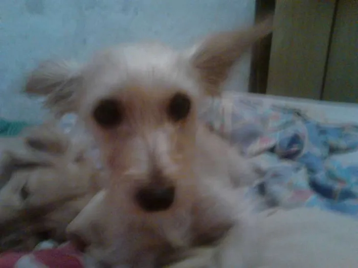 Cachorro raça Eu acho que algum tipo de Yorkchaine idade 5 anos nome Nina