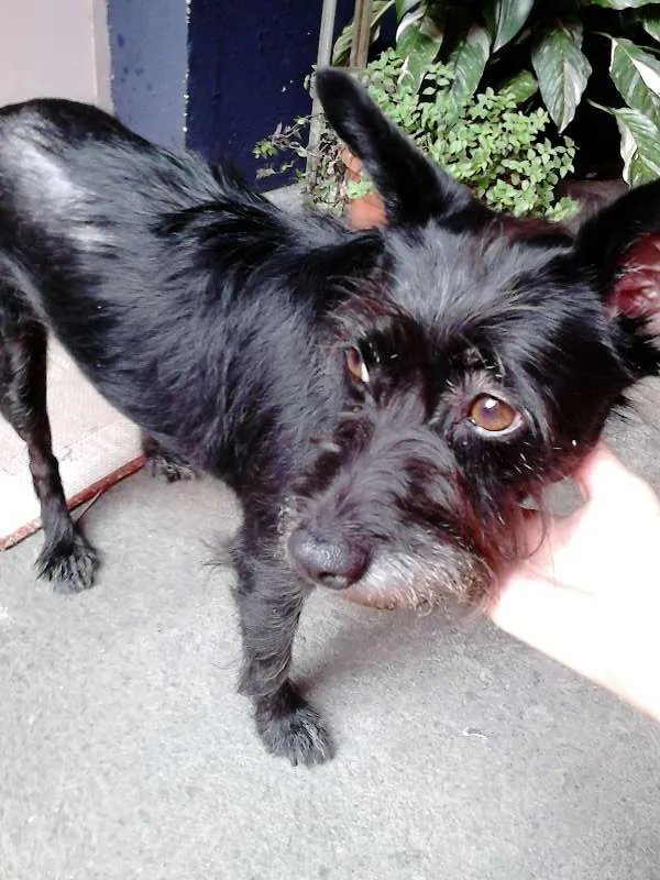 Cachorro ra a sem raça definida idade 1 ano nome Não sei