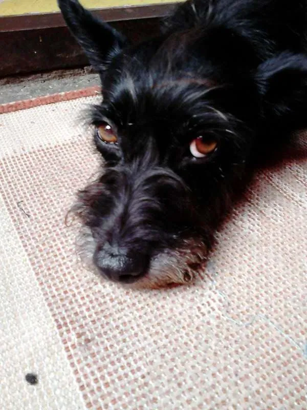 Cachorro ra a sem raça definida idade 1 ano nome Não sei