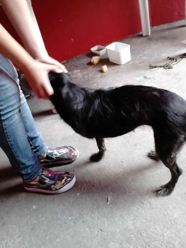 Cachorro ra a sem raça definida idade 1 ano nome Não sei